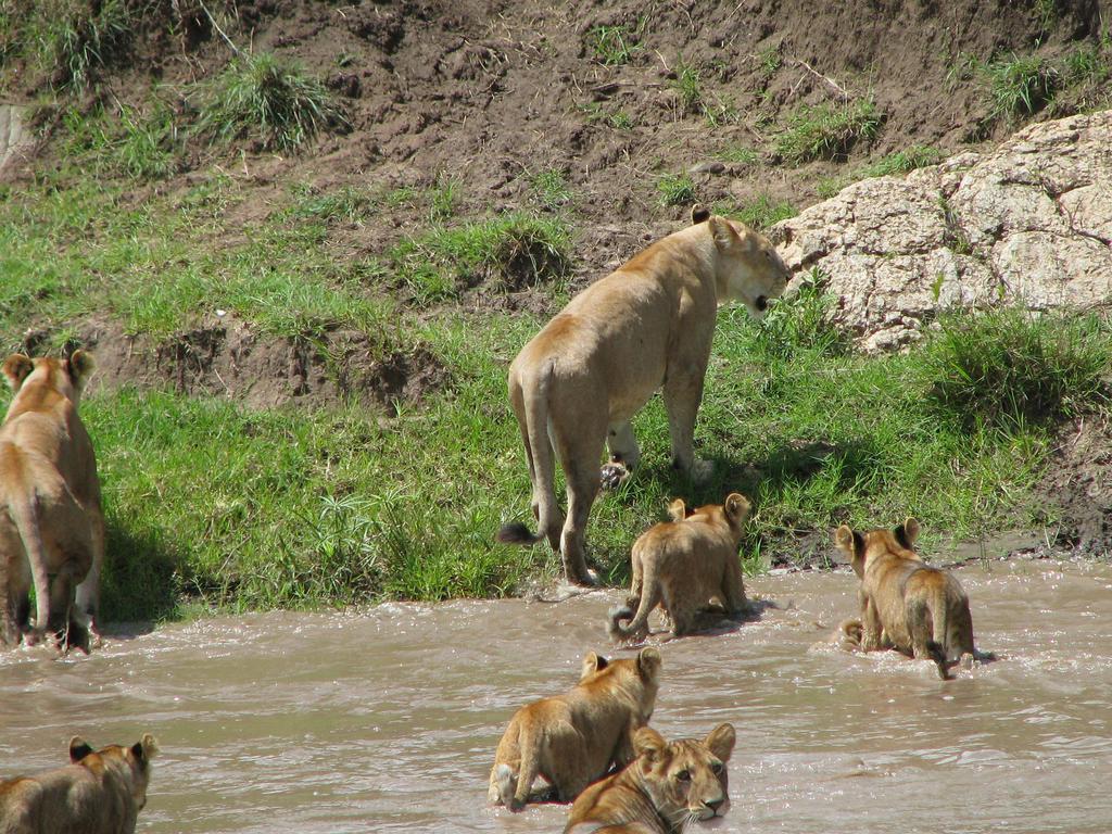 Maasai Simba Camp Hotel Amboseli Eksteriør billede