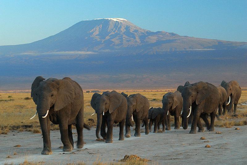 Maasai Simba Camp Hotel Amboseli Eksteriør billede