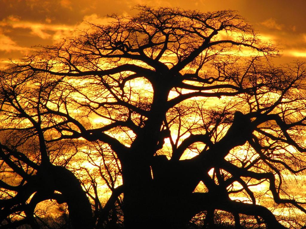 Maasai Simba Camp Hotel Amboseli Eksteriør billede