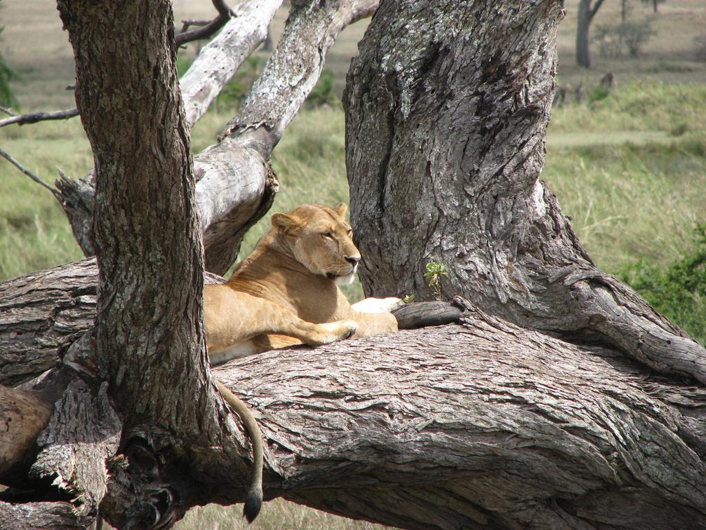 Maasai Simba Camp Hotel Amboseli Eksteriør billede