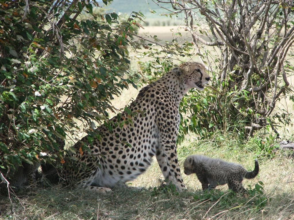 Maasai Simba Camp Hotel Amboseli Eksteriør billede