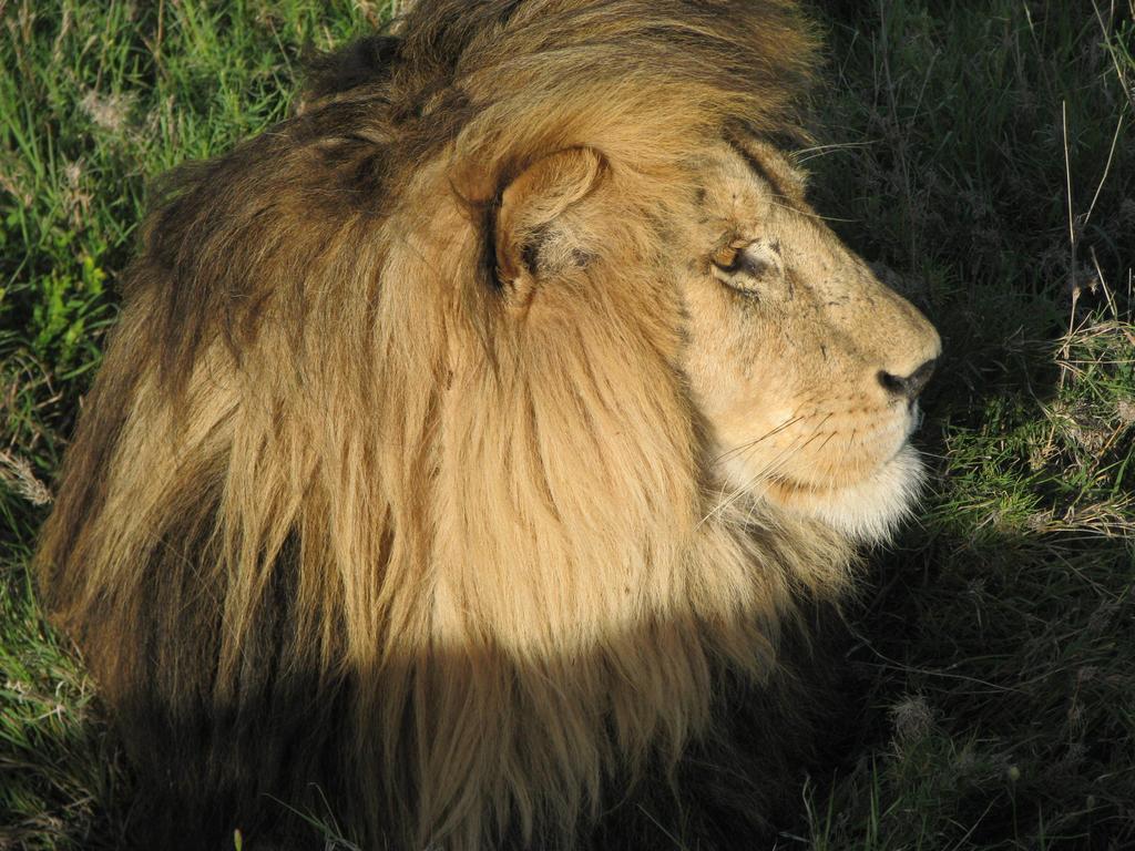 Maasai Simba Camp Hotel Amboseli Eksteriør billede