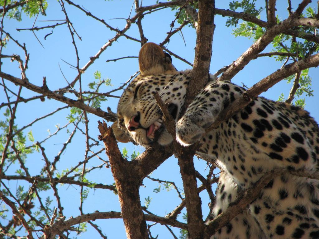 Maasai Simba Camp Hotel Amboseli Eksteriør billede